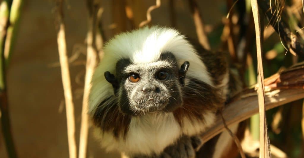 A curious cotton-top tamarin sitting on a tree branch.