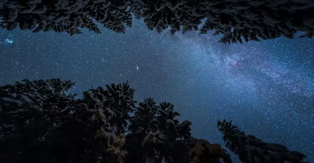 A view of a starlit sky framed by the dark silhouettes of snow-covered trees.