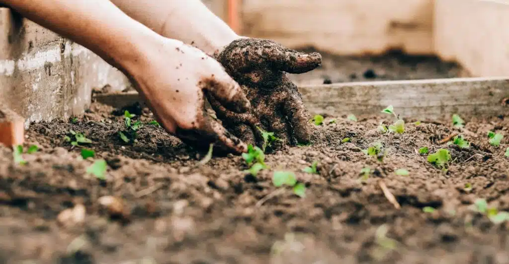 Close-up of hands planting small seedlings in a garden bed.