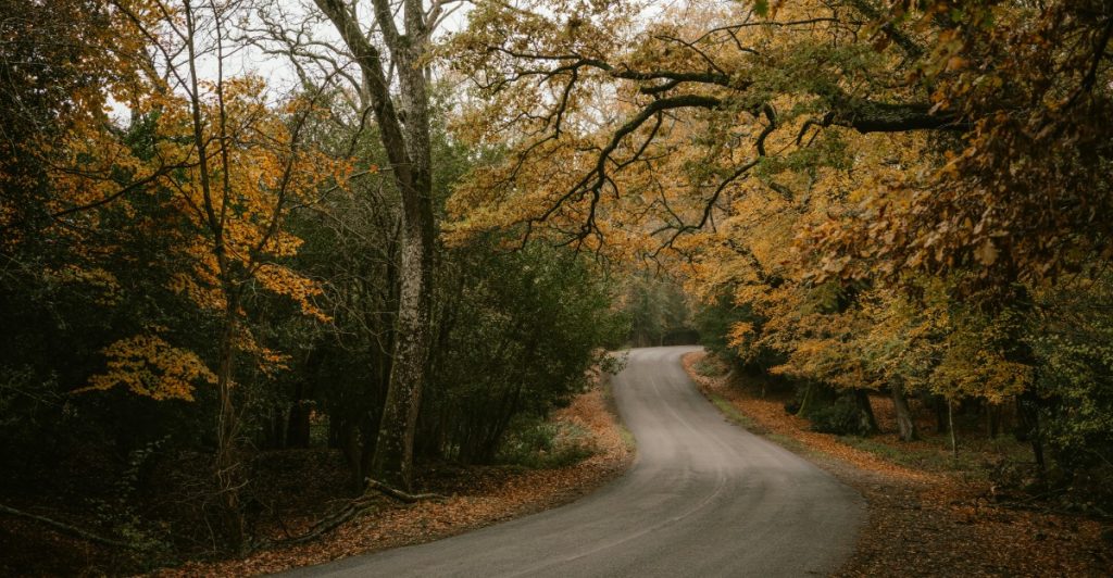 A narrow, paved road winds through a forest with trees displaying autumn foliage in shades of orange and yellow, and fallen leaves covering the ground.
