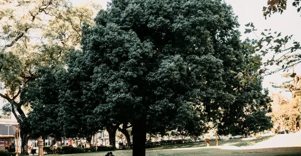 A large, lush green tree stands in a park with grass and other trees in the background.